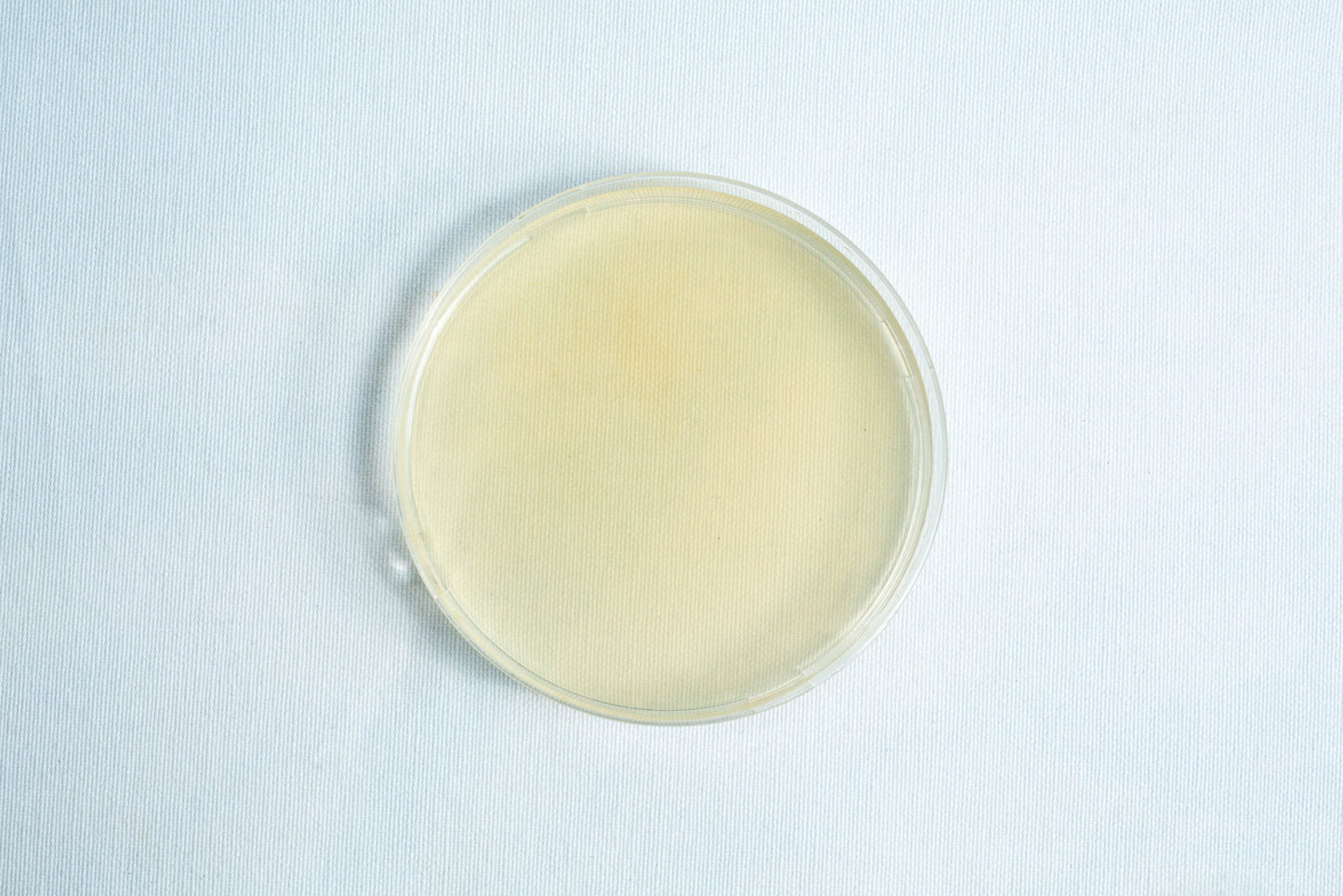 Agar Plates